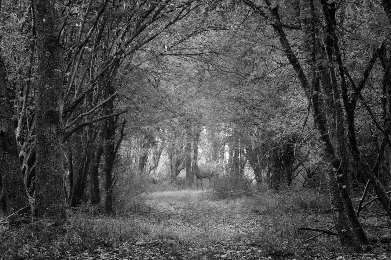 Paysage d'un sous-bois en Haute-Saintonge en Charente-Maritime en France. Photographie d'art en noir et blanc par Amar Guillen, artiste photographe.
