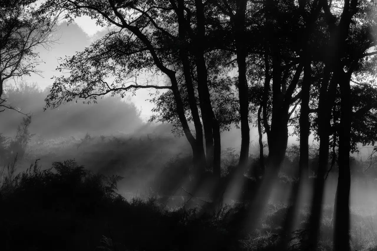 Landscape of an underbrush in Haute-Saintone in Charente-Maritime in France. Fine art Photograph in black and white by Amar Guillen, photographer artist.