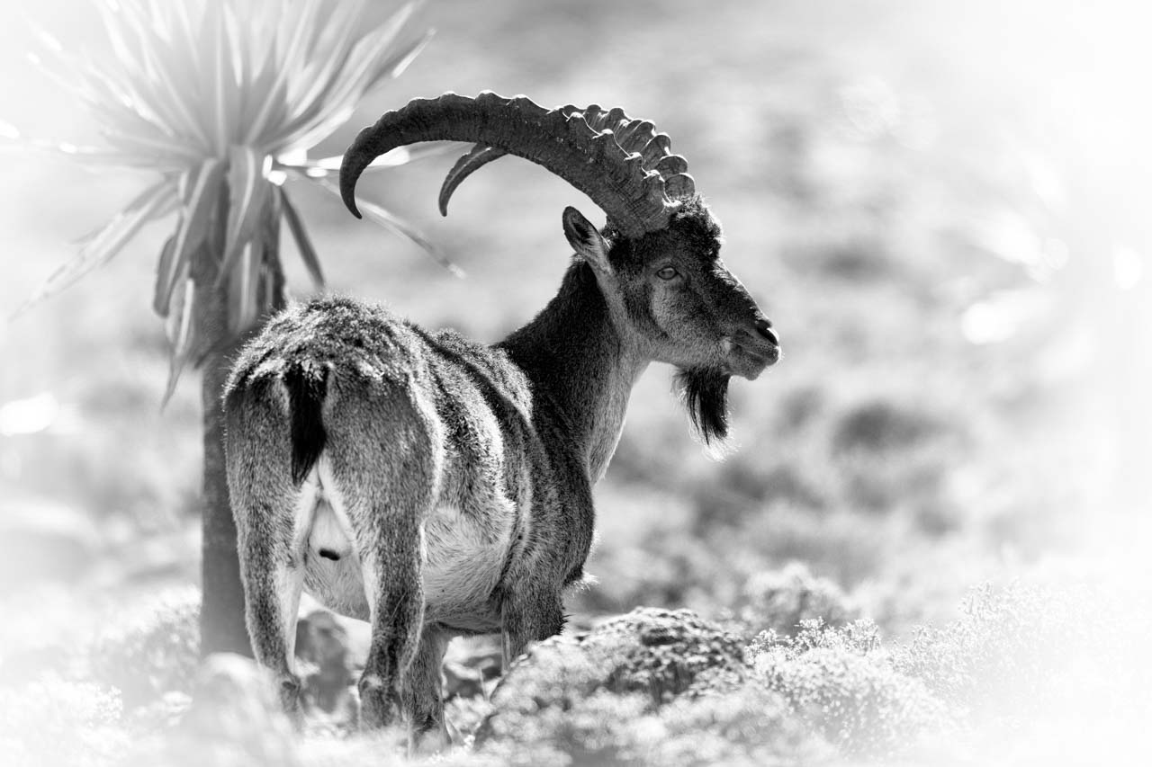 Bouquetin d'Abyssinie en noir et blanc sur les hauts plateaux d'Ethiopie. Amar Guillen Photographe.