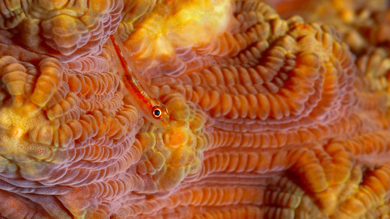 Portfolio sous-marin en couleur de Amar Guillen, photographe.
