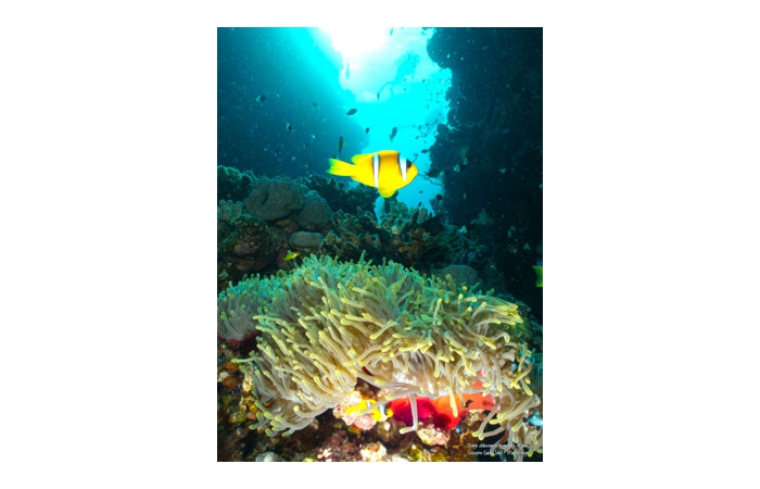 Stage de photo sous-marine en Mer Rouge-15 Stage de photo sous-marine en Mer Rouge-15