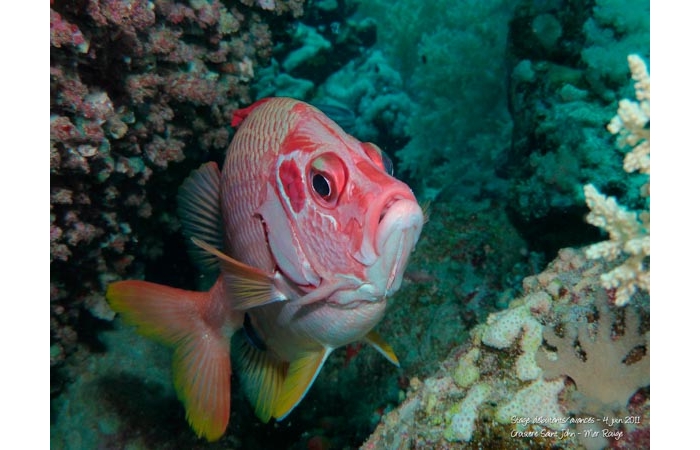 Stage de photo sous-marine en Mer Rouge-19 Stage de photo sous-marine en Mer Rouge-19