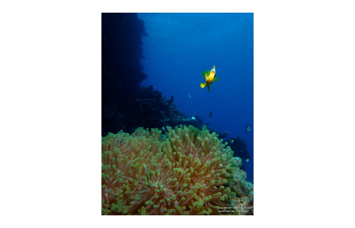 Stage de photo sous-marine en Mer Rouge-27 Stage de photo sous-marine en Mer Rouge-27