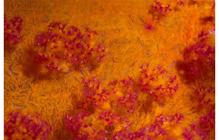 CATLART0030 CATLART0030