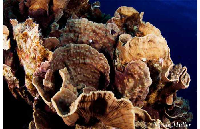 marsa_shragra-74 marsa_shragra-74