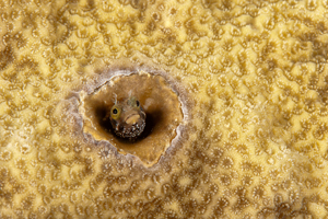 Blennie dans sont trou dans un corail dur de la réserve Cousteau