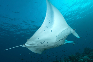 Voyage photo sous-marine organisé aux Maldives par Amar et Isabelle Guillen.
