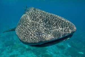 Requin baleine aux Maldives