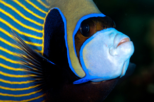 Poisson empereur aux Maldives