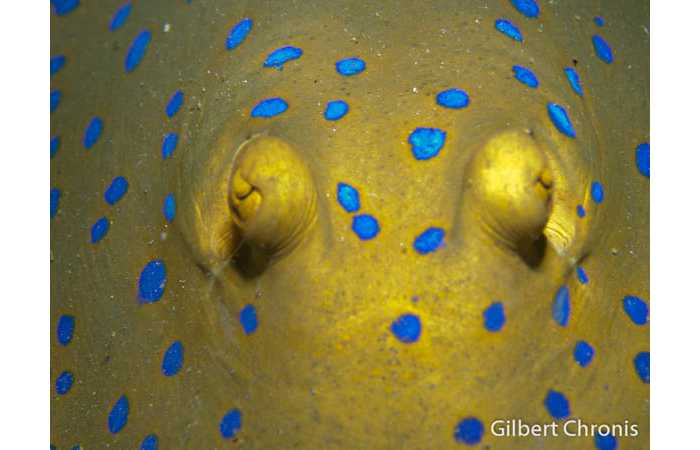 gilbert-chronis-01 gilbert-chronis-01