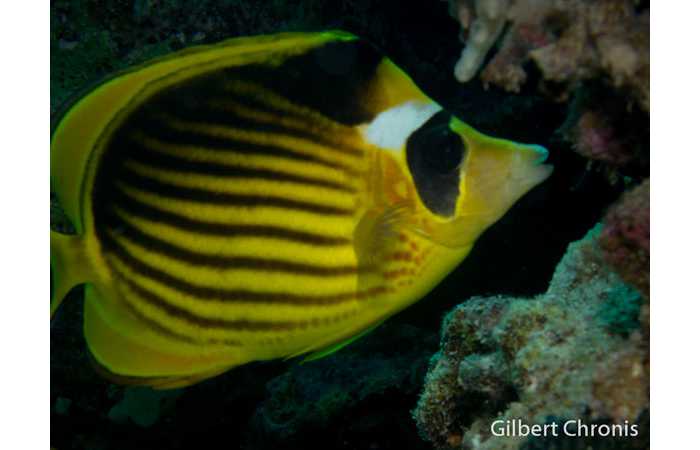 gilbert-chronis-03 gilbert-chronis-03