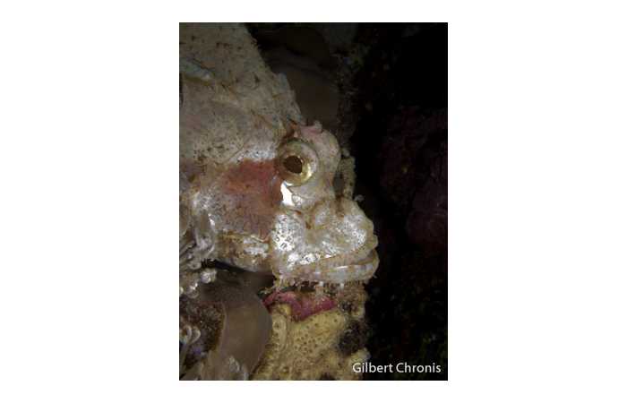 gilbert-chronis-04 gilbert-chronis-04