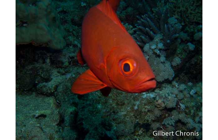 gilbert-chronis-05 gilbert-chronis-05