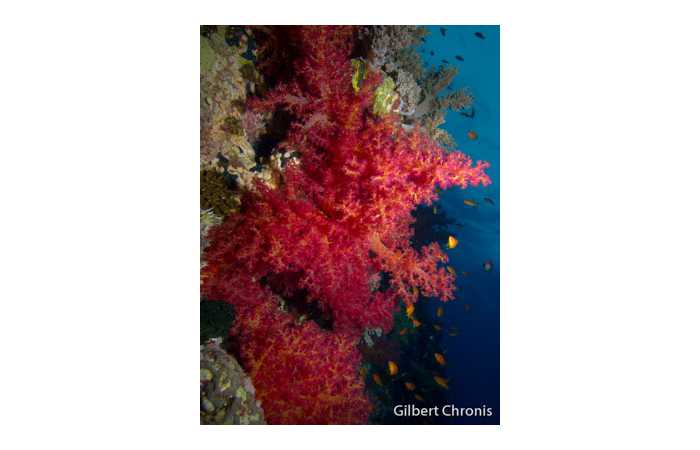 gilbert-chronis-12 gilbert-chronis-12
