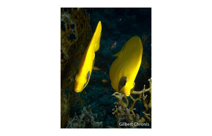 gilbert-chronis-18 gilbert-chronis-18
