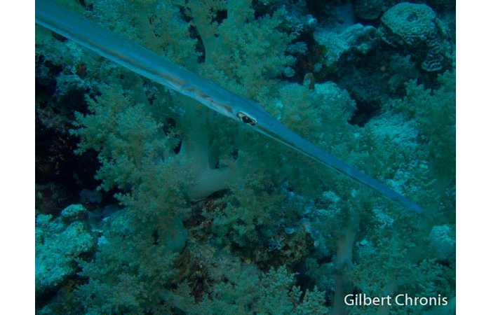 gilbert-chronis-19 gilbert-chronis-19