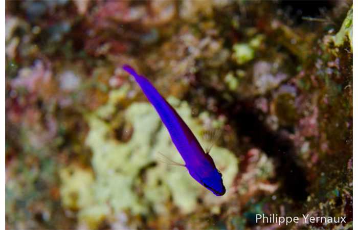 philippe-yernaux-03 philippe-yernaux-03