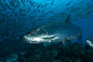 Le tarpons sardine run de Bonaire