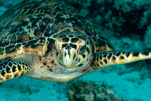 Voyage de photo sous-marine organisé par Amar et Isabelle Guillen à Bonaire.