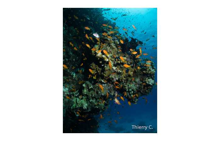 thierry-13 thierry-13