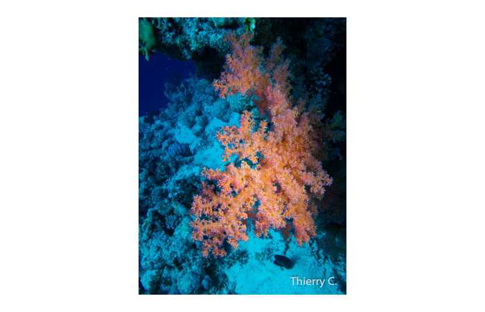 thierry-2 thierry-2