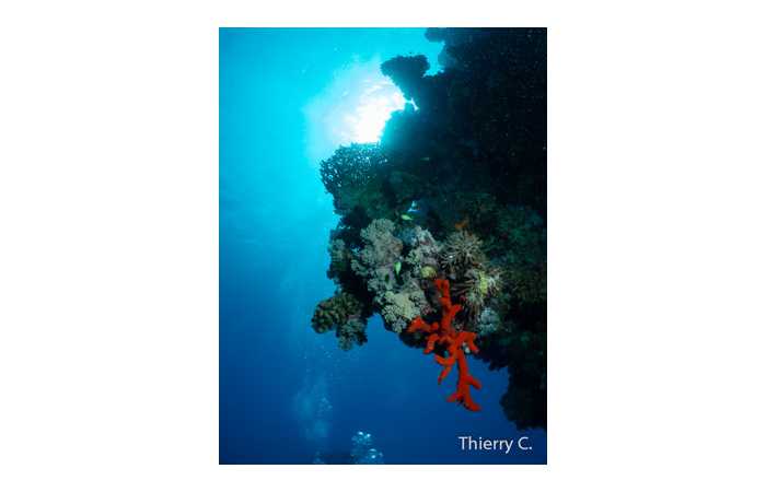thierry-9 thierry-9