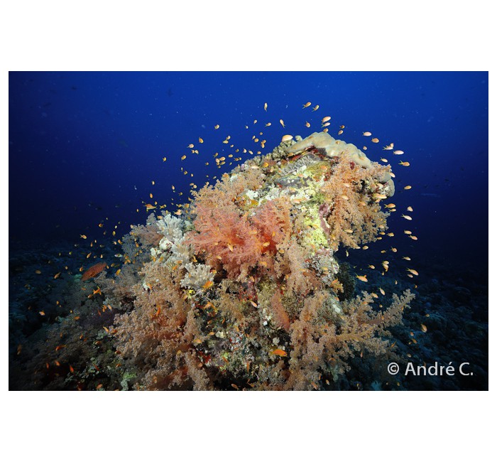 01-andreC-5 01-andreC-5