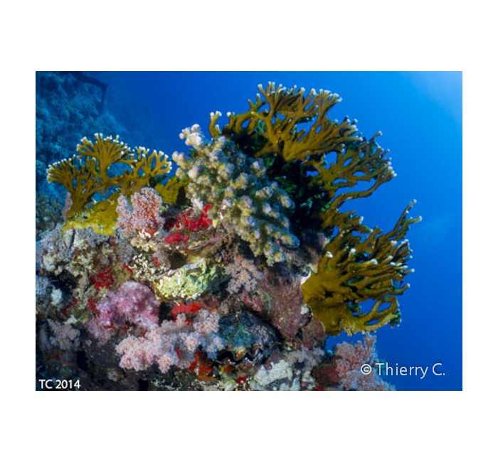 thierry-2 thierry-2