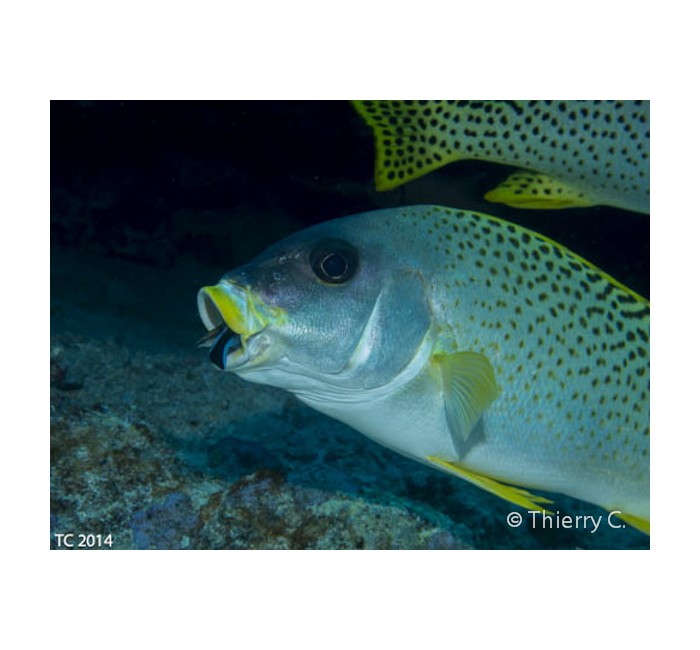 thierry-3 thierry-3