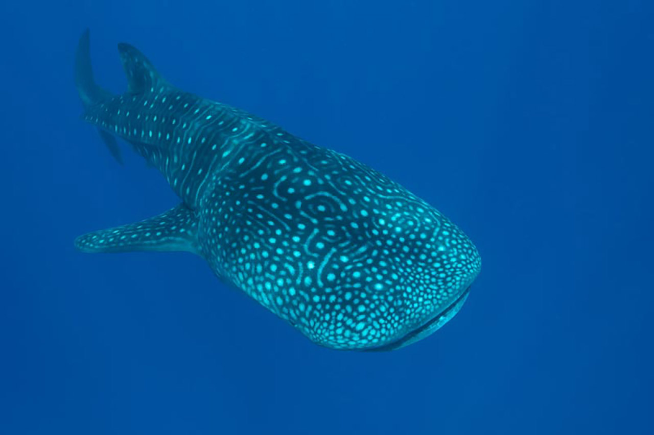 Un requin baleine au large de l'atoll de Ari aux Maldives.