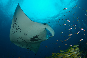 Voyage de photo sous-marine au Soudan.