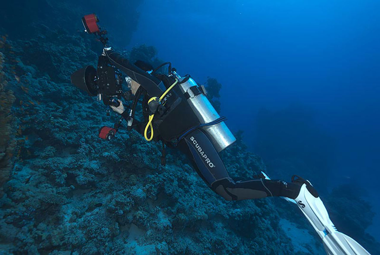 Stage de photo sous-marine en cours particulier à Saint Johns en Egypte. Stage de photo analytique.