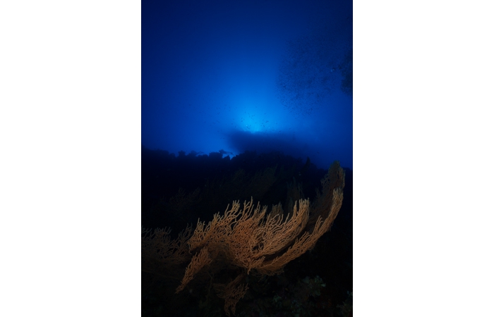 11-_MG_0411 11-_MG_0411