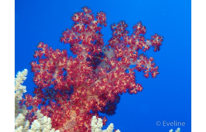 eveline-7