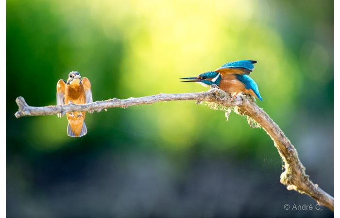Photo taken from a floating blind during a wildlife photo workshop
