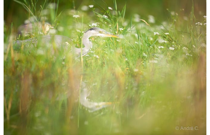 Photo taken from a floating blind during a wildlife photo workshop