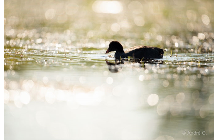Photo taken from a floating blind during a wildlife photo workshop