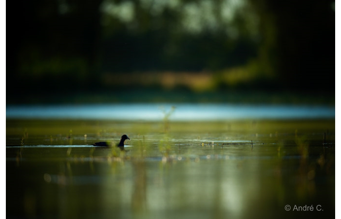 Photo taken from a floating blind during a wildlife photo workshop