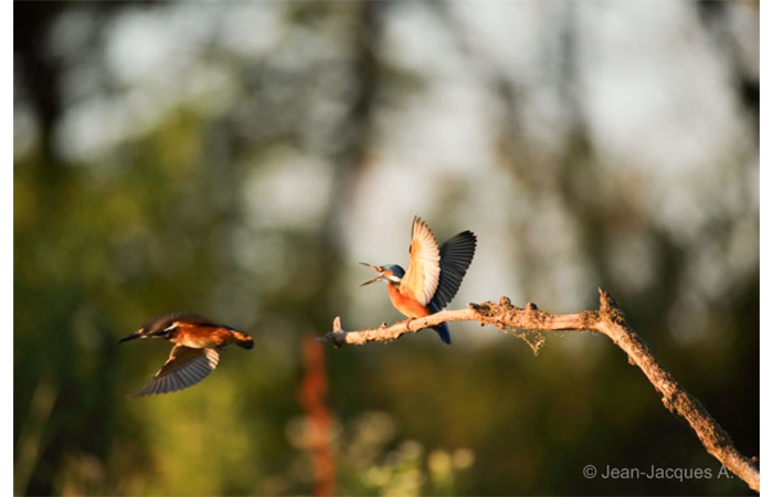 Photo taken from a floating blind during a wildlife photo workshop