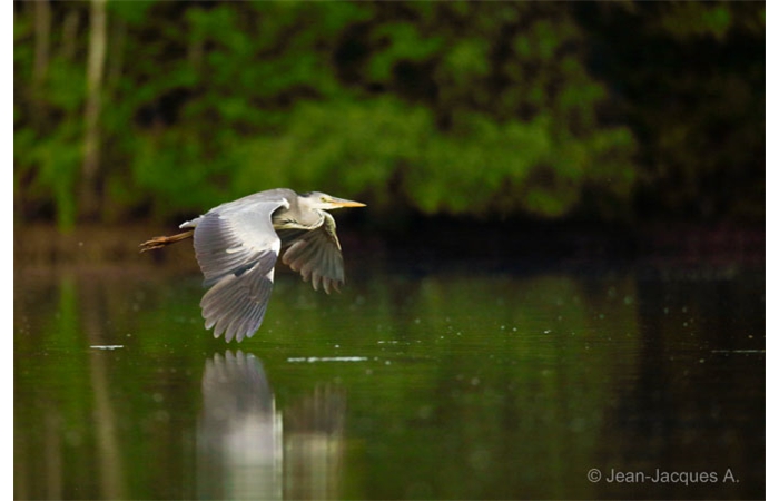 Photo taken from a floating blind during a wildlife photo workshop