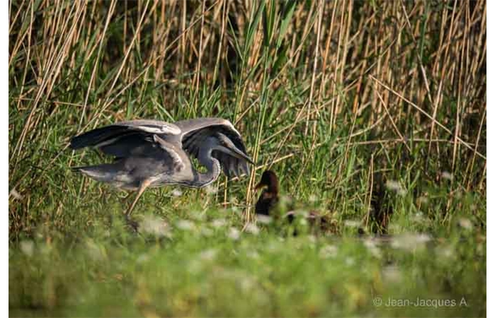 Photo taken from a floating blind during a wildlife photo workshop