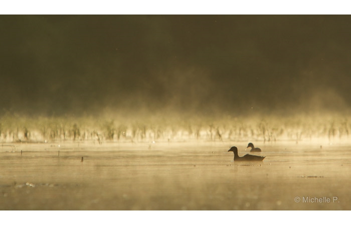 Photo taken from a floating blind during a wildlife photo workshop
