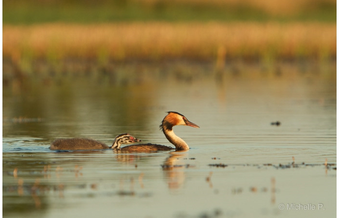 Photo taken from a floating blind during a wildlife photo workshop