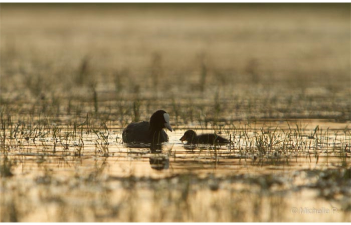 Photo taken from a floating blind during a wildlife photo workshop