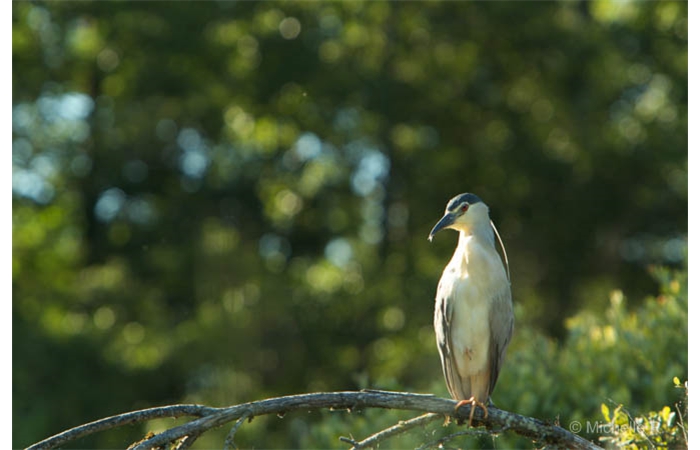 Photo taken from a floating blind during a wildlife photo workshop