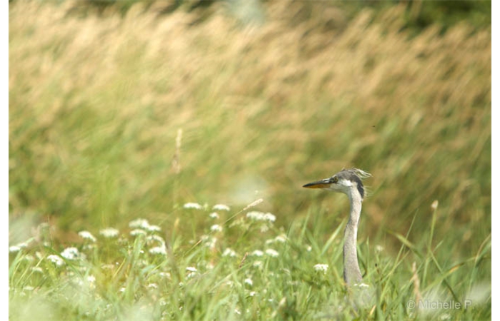 Photo taken from a floating blind during a wildlife photo workshop