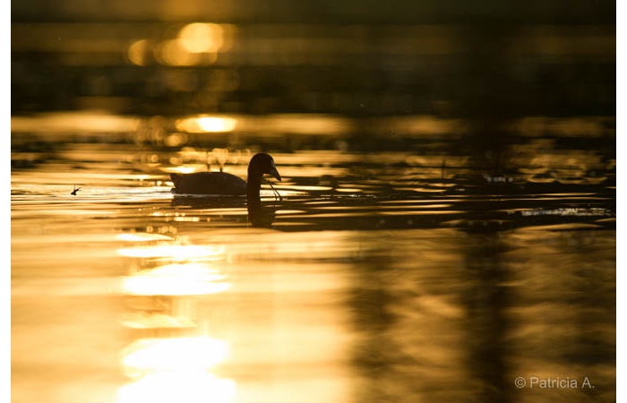 Photo taken from a floating blind during a wildlife photo workshop
