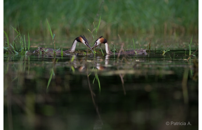 Photo taken from a floating blind during a wildlife photo workshop