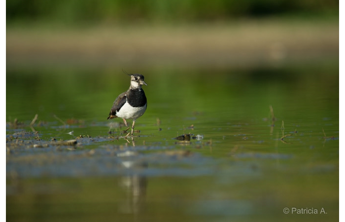 Photo taken from a floating blind during a wildlife photo workshop