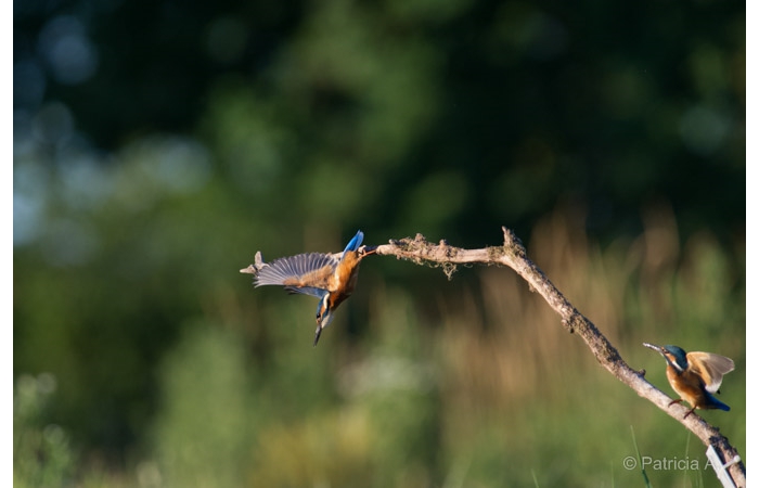 Photo taken from a floating blind during a wildlife photo workshop